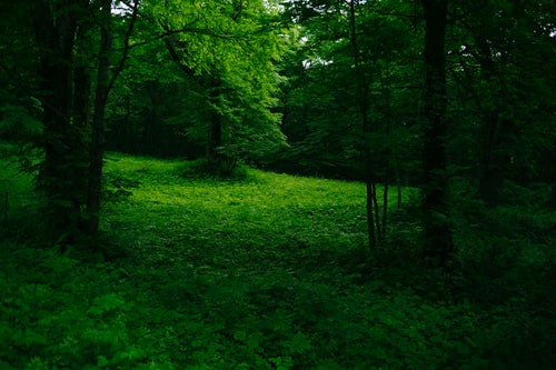 緑が深い戸隠牧場の木々（高妻山）の写真