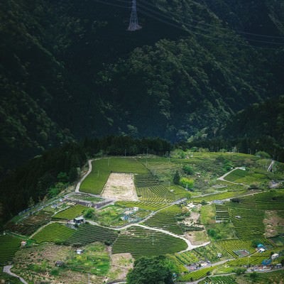 岐阜のマチュピチュ「天空の茶畑」の写真