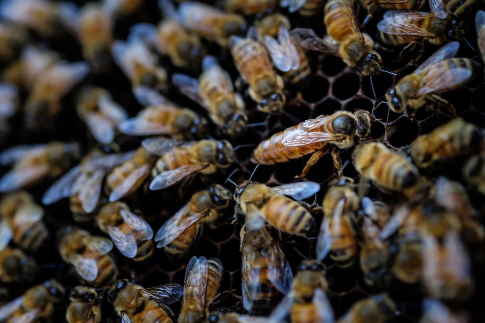 「女王蜂に群がる働き蜂（ロイヤルコート）」の写真