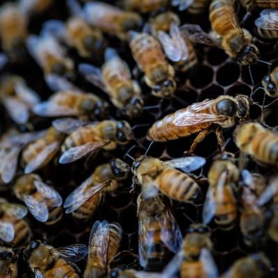 女王蜂に群がる働き蜂（ロイヤルコート）の写真