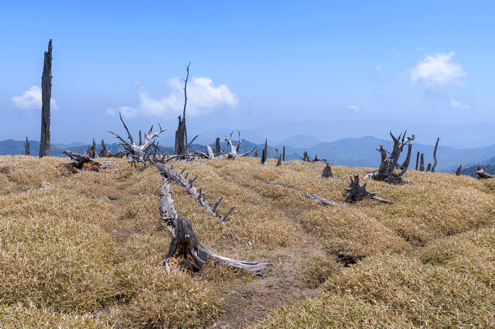 「伊勢湾台風で枯れた木々の跡（大台ヶ原）」の写真