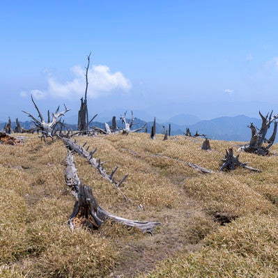 伊勢湾台風で枯れた木々の跡（大台ヶ原）の写真