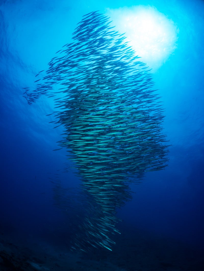 「ひとつの魚のように群れて泳ぐホソカマス」の写真