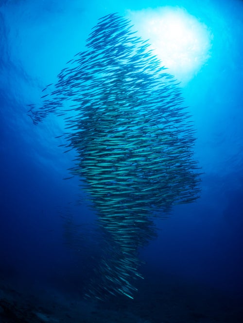 ひとつの魚のように群れて泳ぐホソカマスの写真
