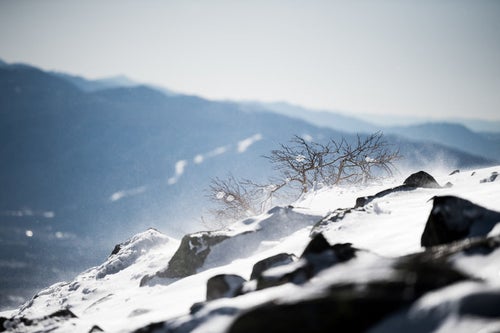 厳冬期の蓼科山頂で風雪を耐え忍ぶ木々の写真
