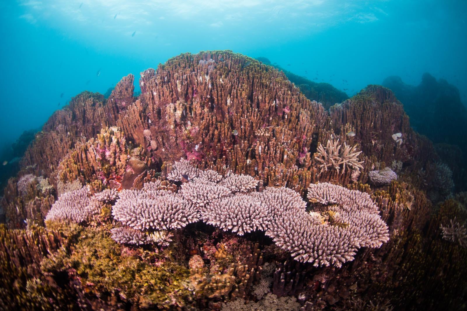 「辺野古の珊瑚（埋め立て地近辺）」の写真