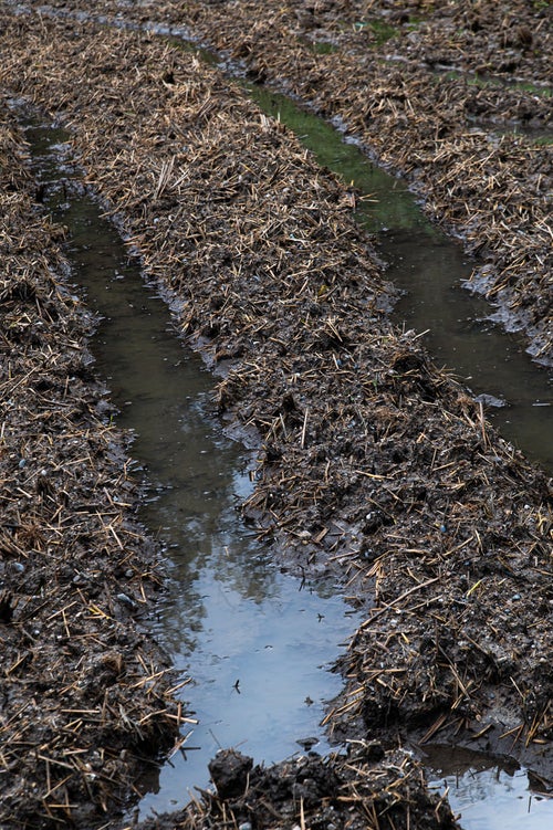 稲刈りが終わった田んぼの水溜まりの写真