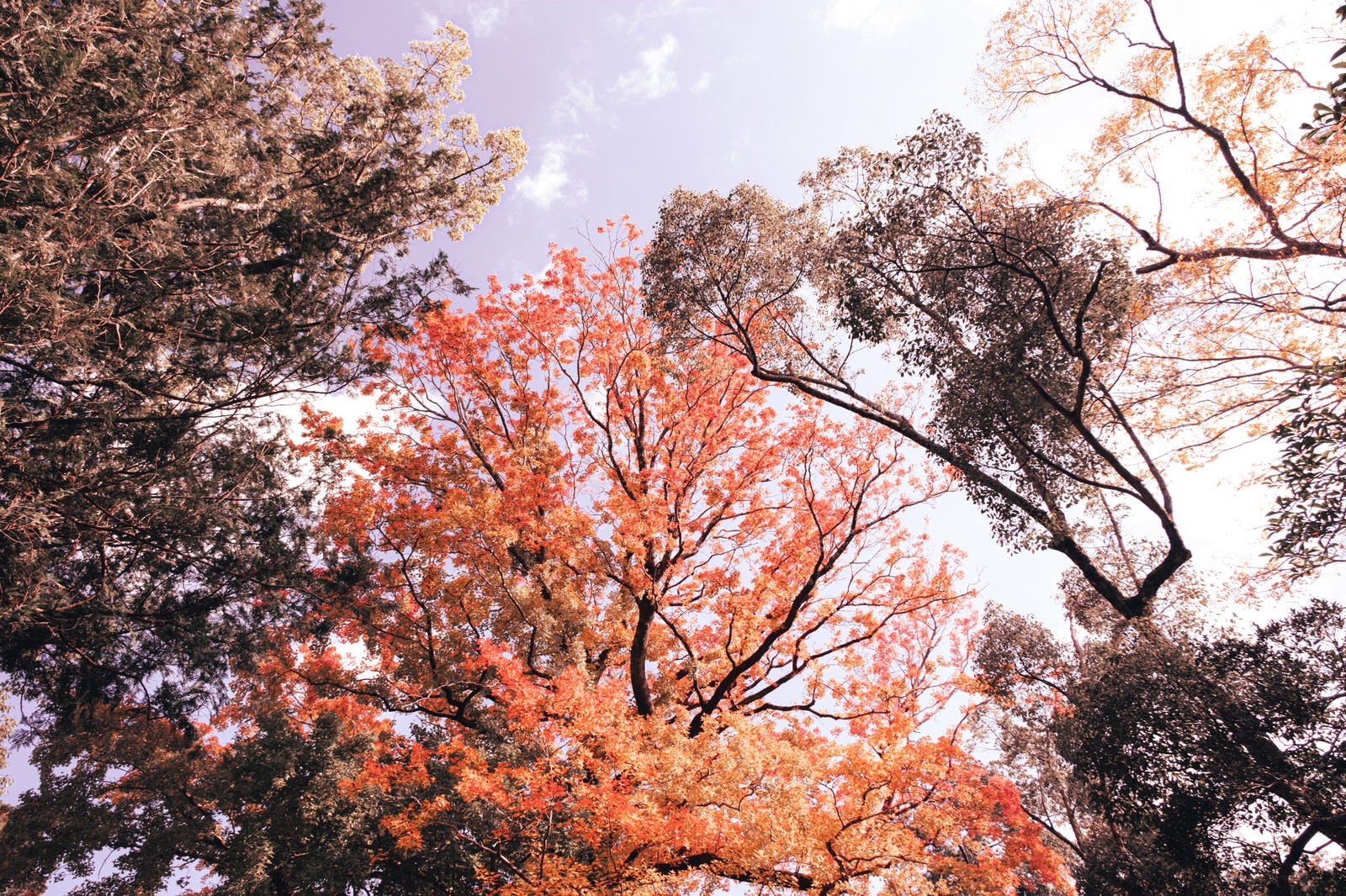 「青空に伸びる紅葉した木々」の写真