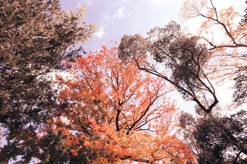 青空に伸びる紅葉した木々の写真