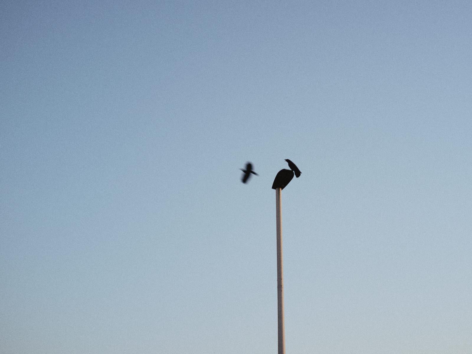 「標的を見つけて飛び立つカラス」の写真