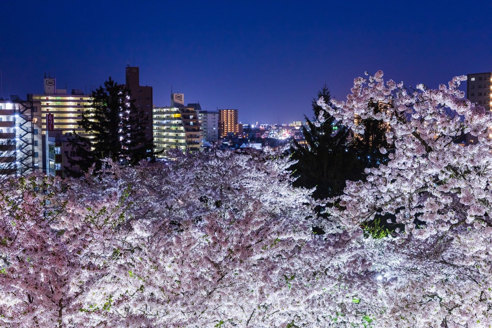 「盛岡城跡の夜桜と市街」の写真