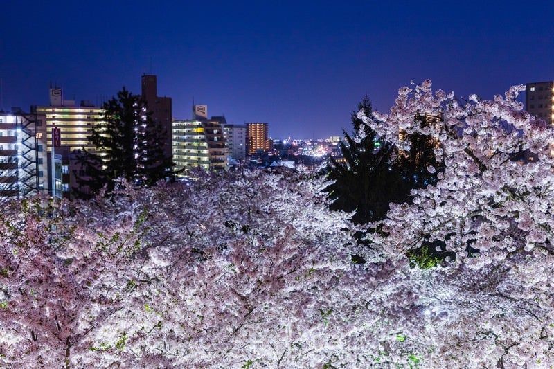 盛岡城跡の夜桜と市街の写真