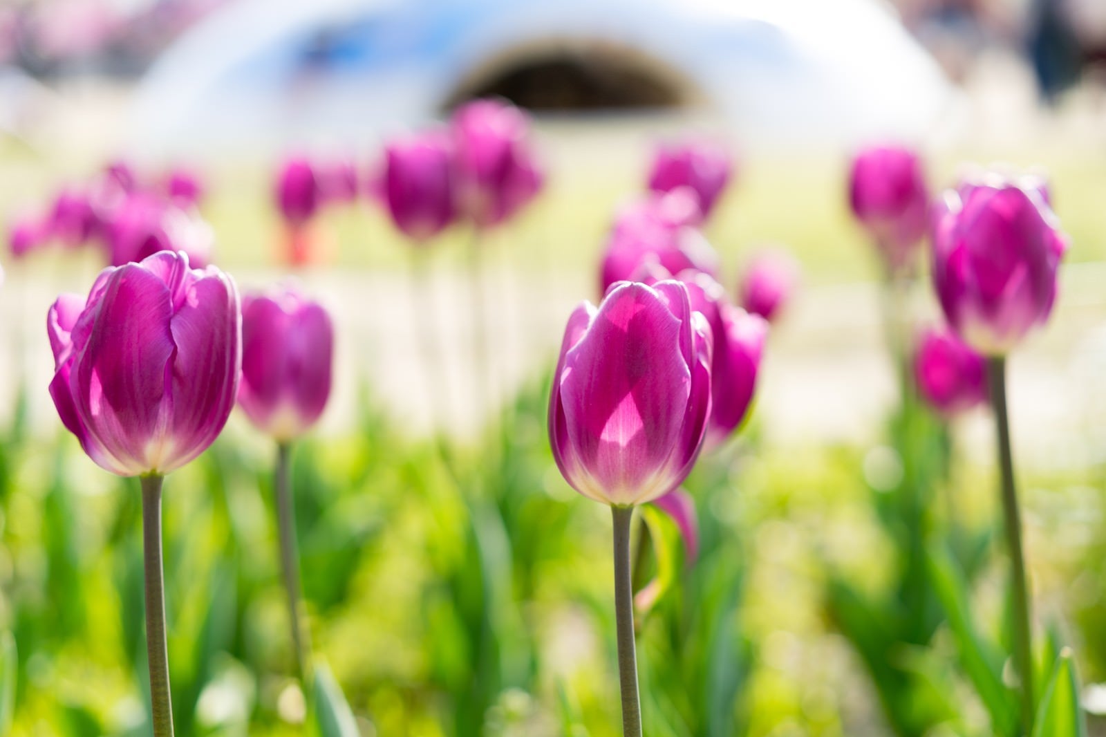 「春と花壇のチューリップ」の写真
