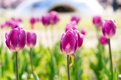 春と花壇のチューリップの写真