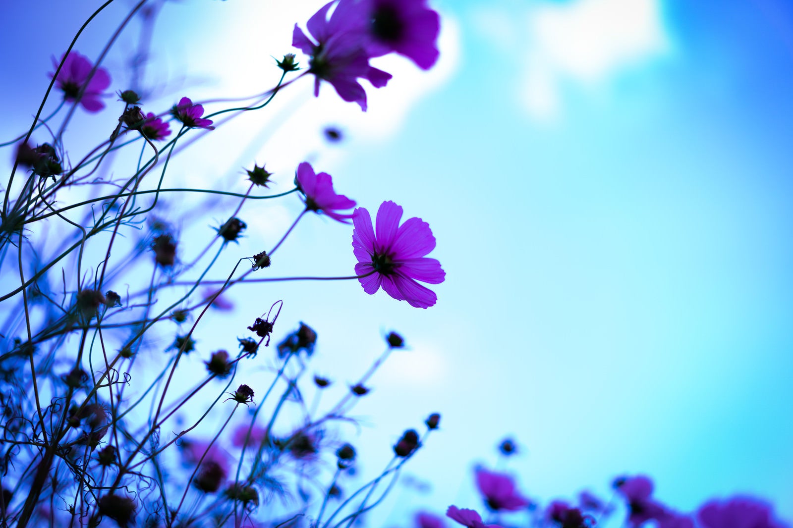 「青空に浮かぶコスモスの花」の写真