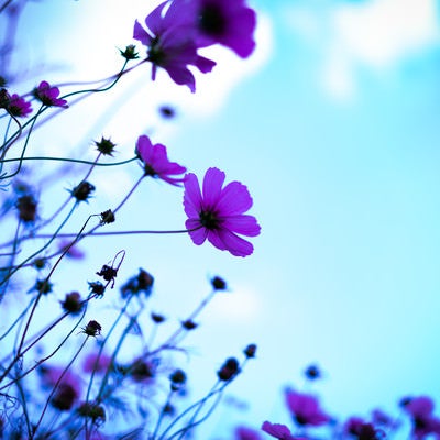 青空に浮かぶコスモスの花の写真