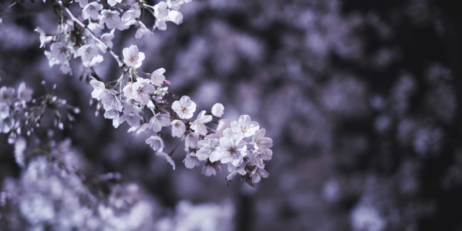 「開花した夜桜」の写真