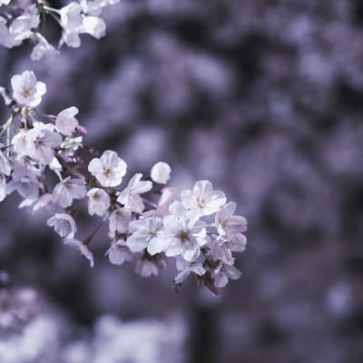 開花した夜桜の写真