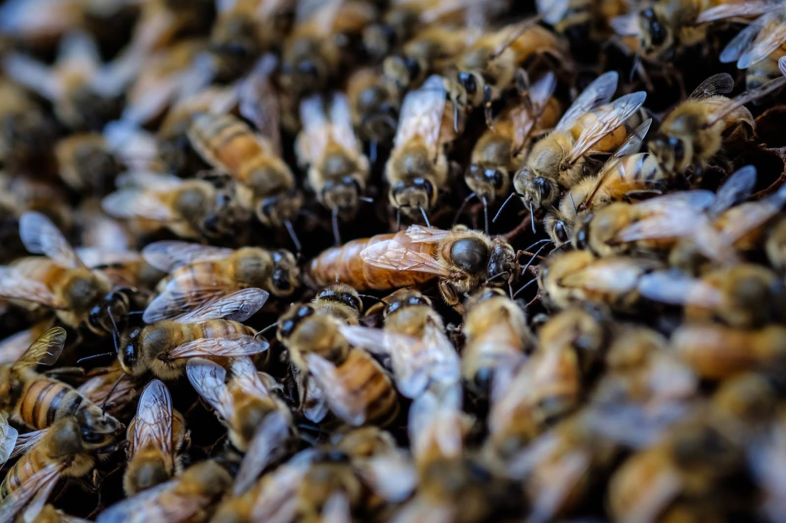 「女王蜂を囲む蜜蜂の大群」の写真