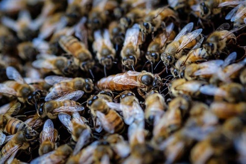 女王蜂を囲む蜜蜂の大群の写真