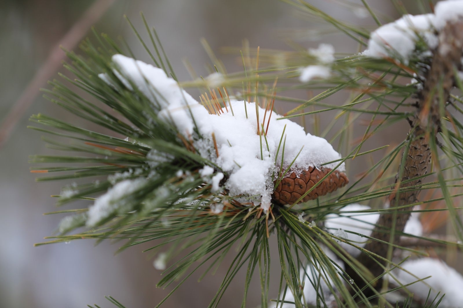 「松の葉に積もる初雪」の写真