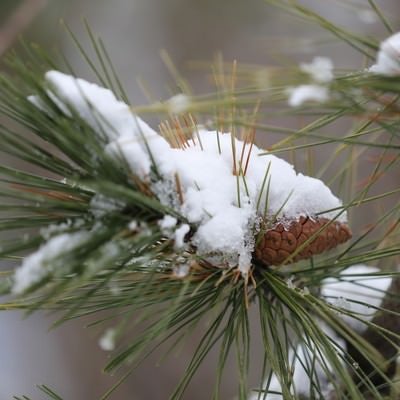 松の葉に積もる初雪の写真
