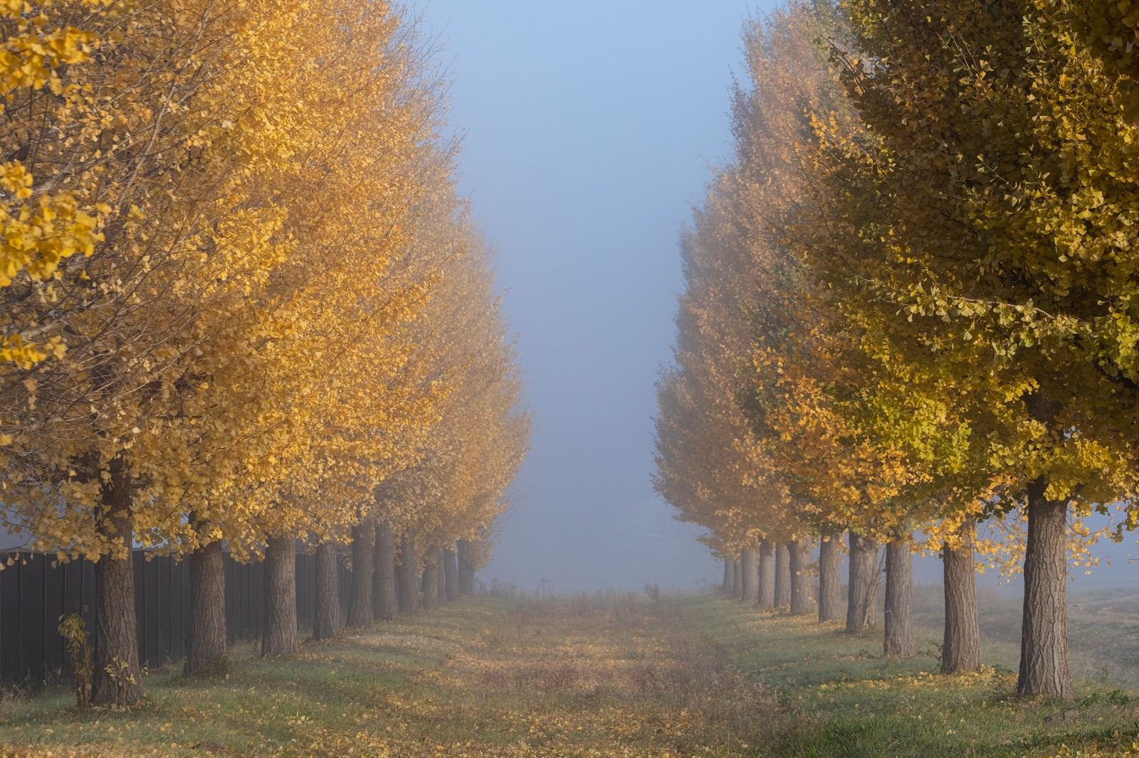 「朝霧の中の銀杏並木」の写真