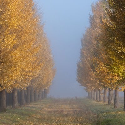 朝霧の中の銀杏並木の写真