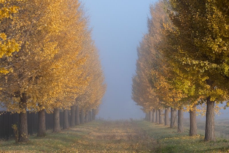 朝霧の中の銀杏並木の写真