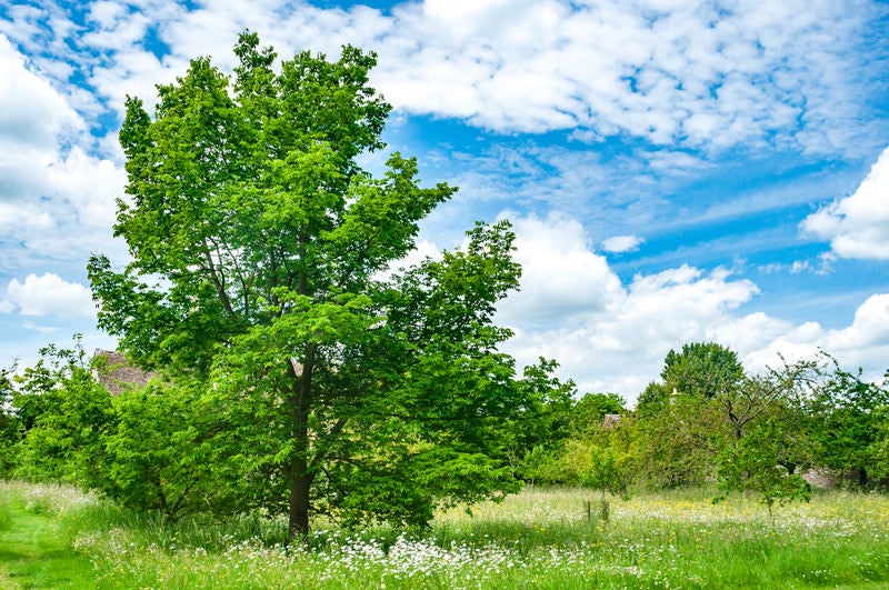 青空と生気溢れる大きな木の写真