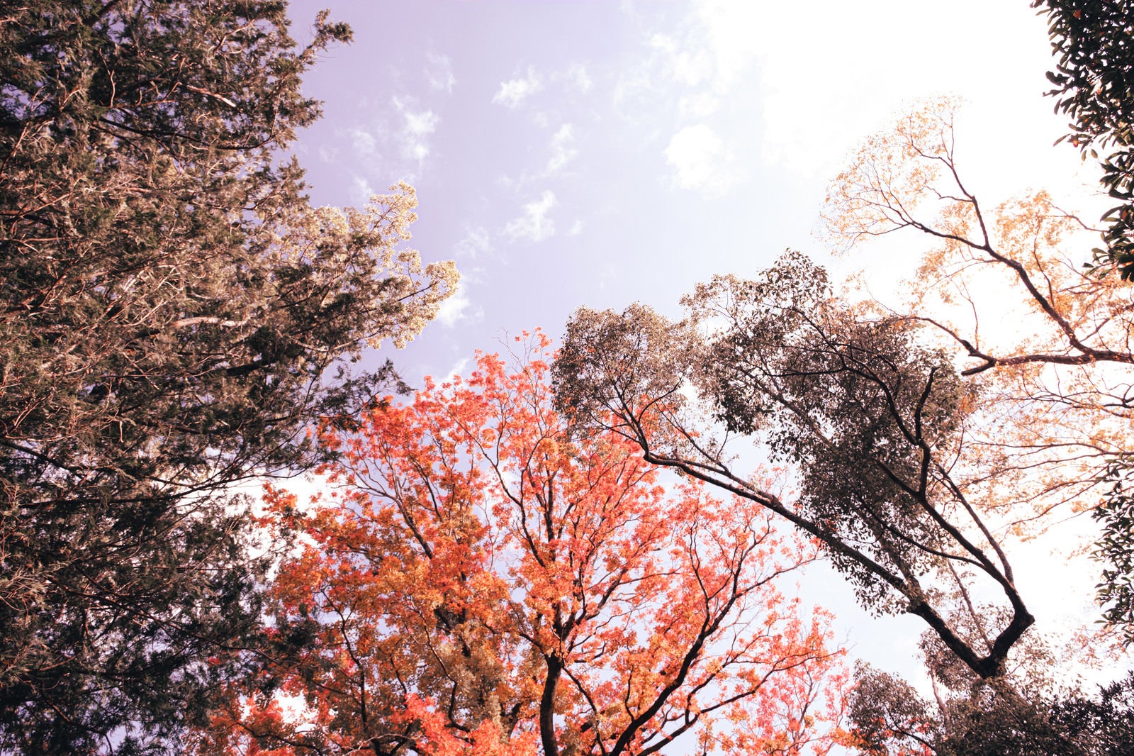 「紅葉した木々と青空」の写真