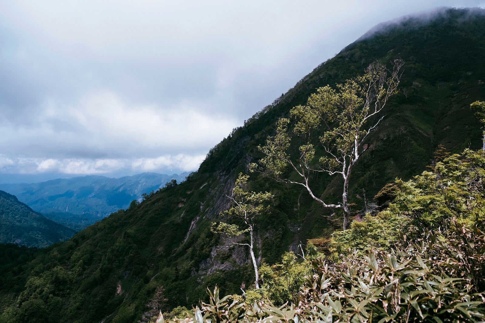 「骨のような木々がぽつんと立つ高妻山登山道」の写真