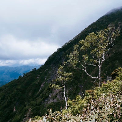 骨のような木々がぽつんと立つ高妻山登山道の写真