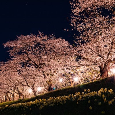 角館桧木内川堤防の夜桜の写真