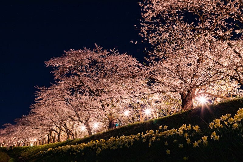 角館桧木内川堤防の夜桜の写真