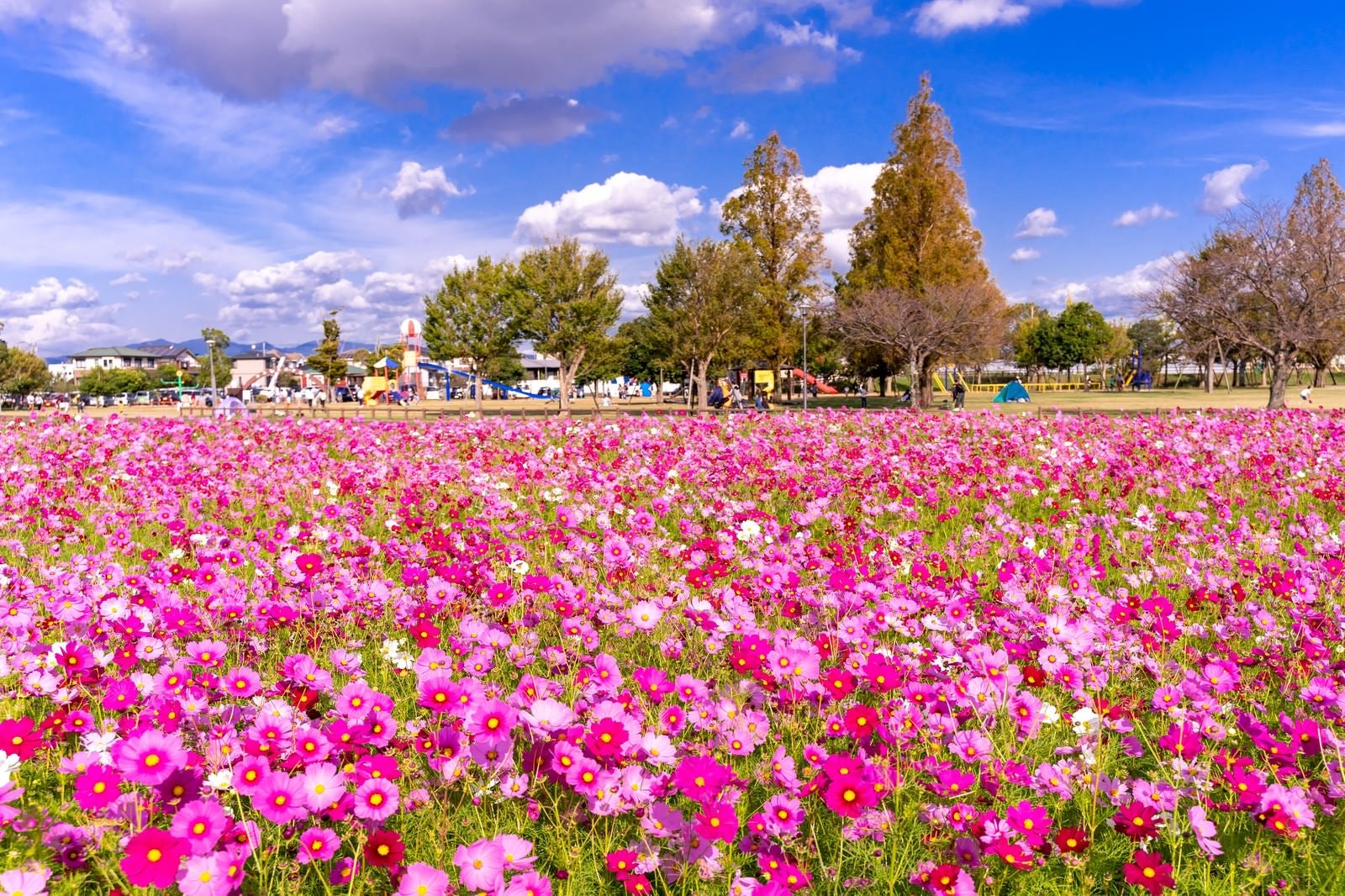 「公園を彩るコスモスの花畑 | フリー素材のぱくたそ」の写真