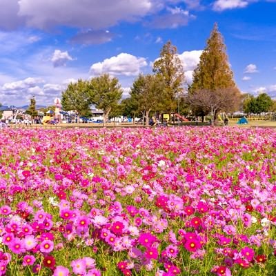 公園を彩るコスモスの花畑の写真