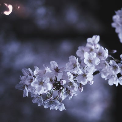 夜の桜の写真