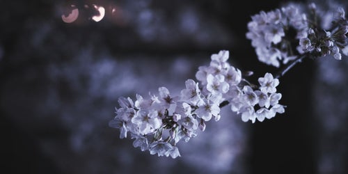 夜の桜の写真