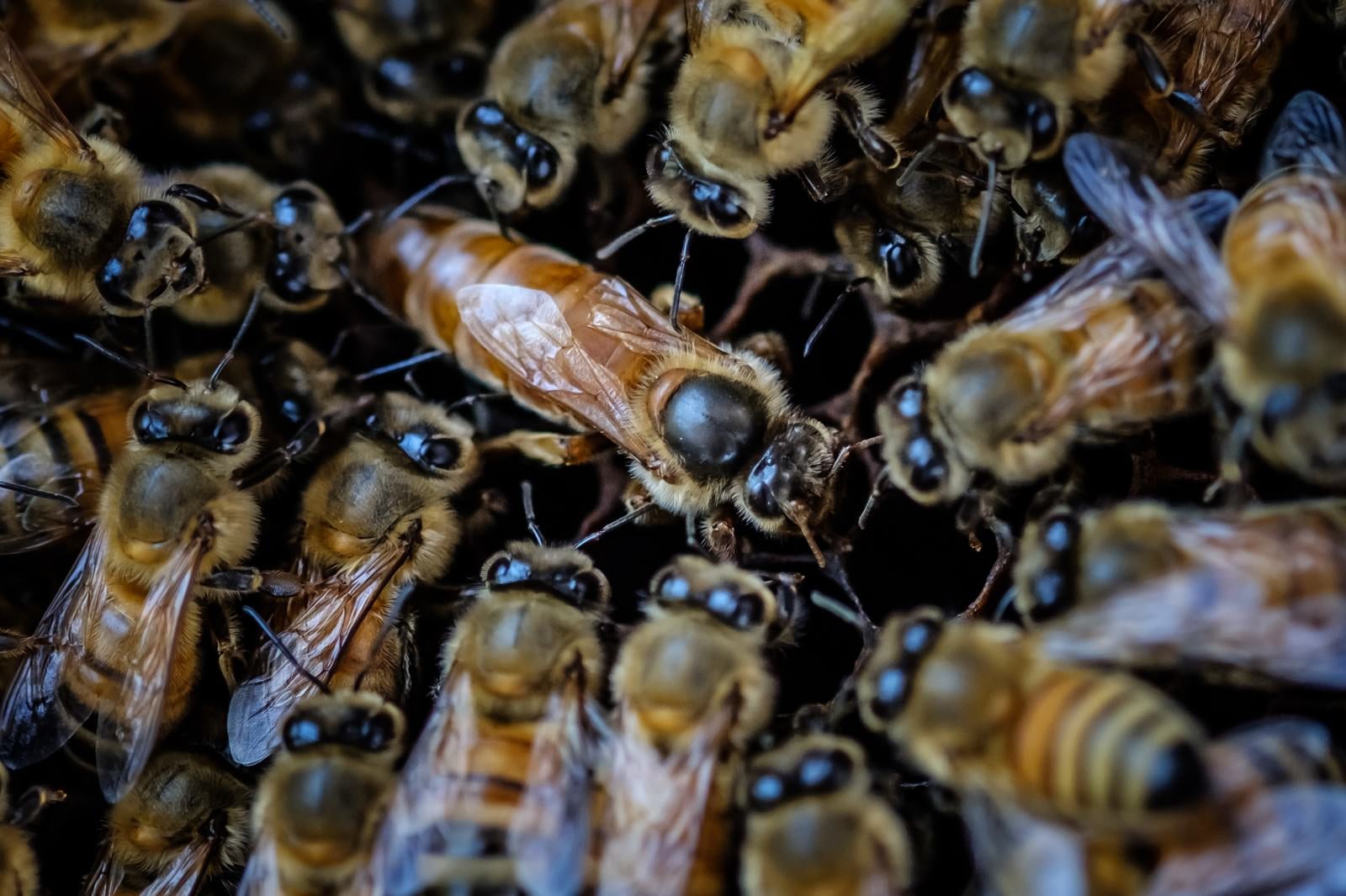 「女王蜂を取り囲む働き蜂、ロイヤルコートの様子」の写真