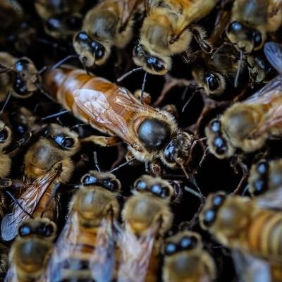 女王蜂を取り囲む働き蜂、ロイヤルコートの様子の写真