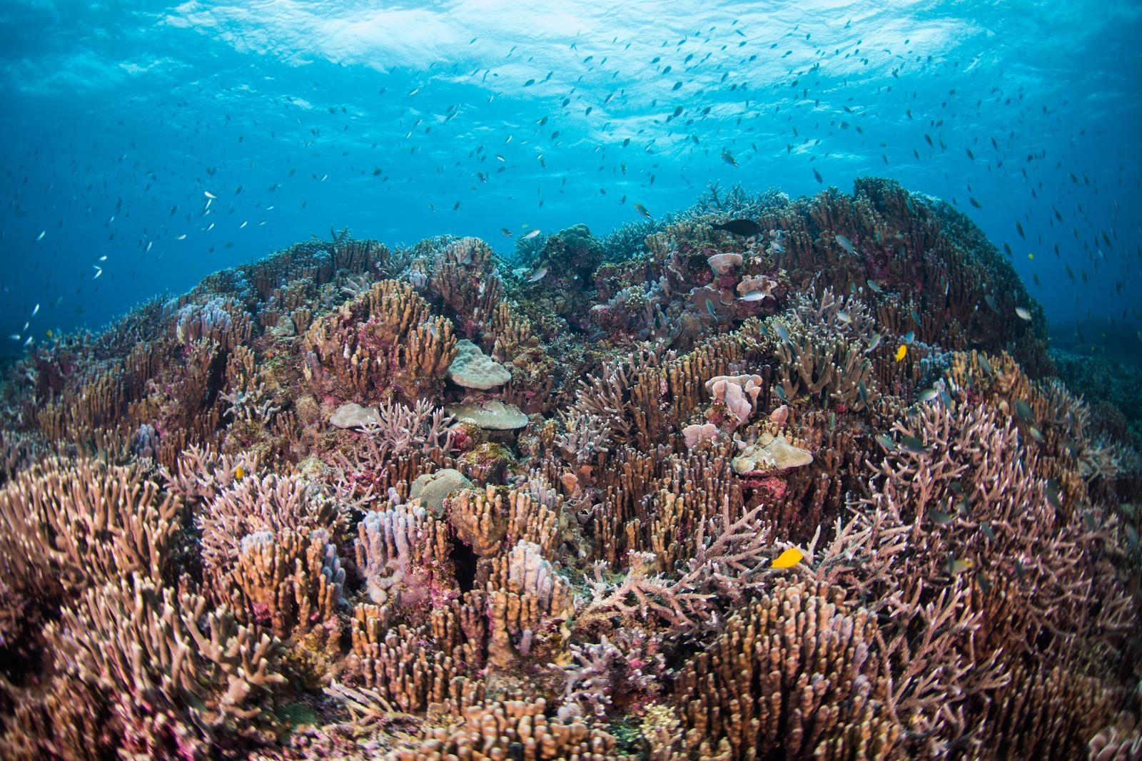 「辺野古基地埋め立て近くの珊瑚」の写真