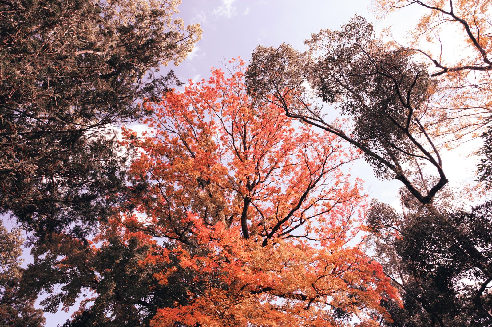 「色付き始めた木々」の写真
