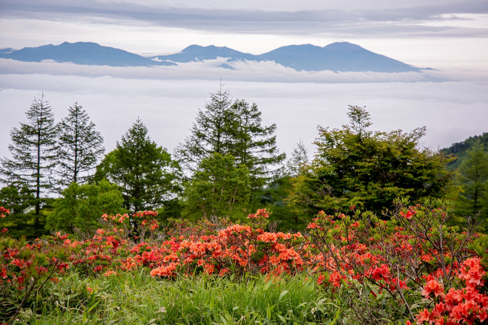「美ヶ原のレンゲツツジと雲海」の写真