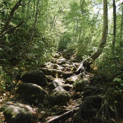 木漏れ日を浴びながら進む新緑の八甲田山登山道の写真