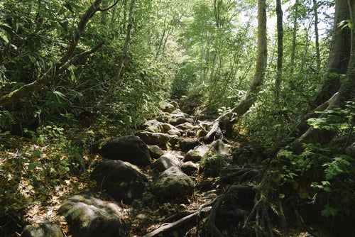 木漏れ日を浴びながら進む新緑の八甲田山登山道の写真