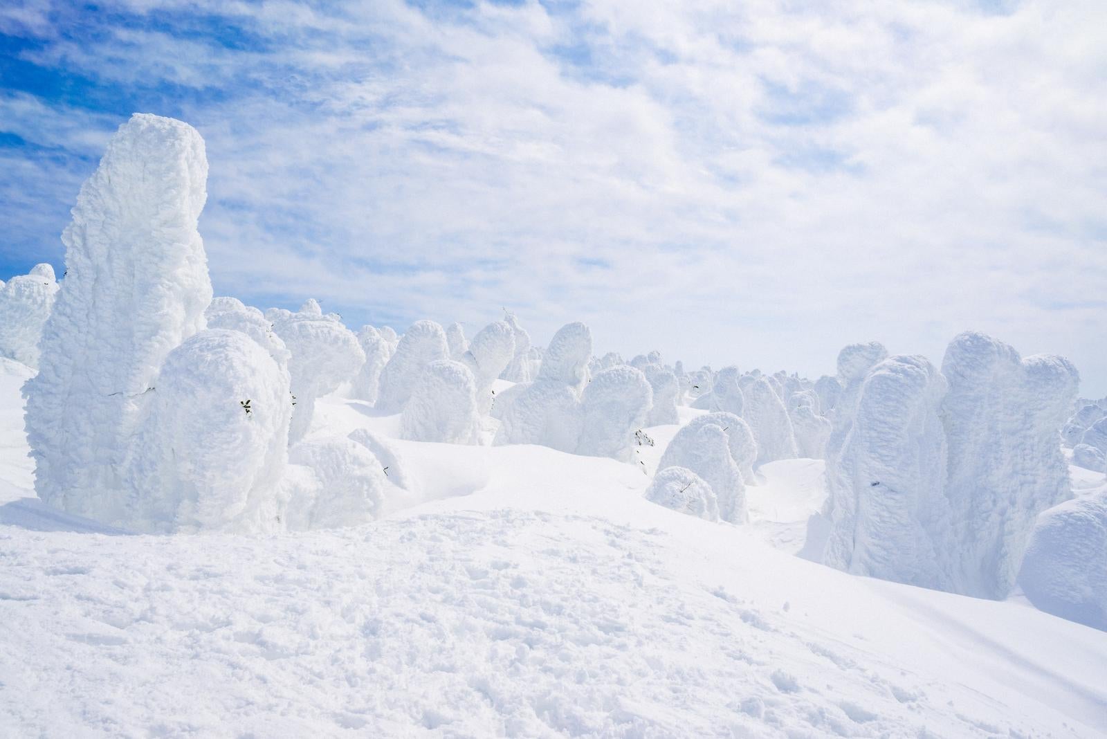 「晴天の空と蔵王の樹氷」の写真