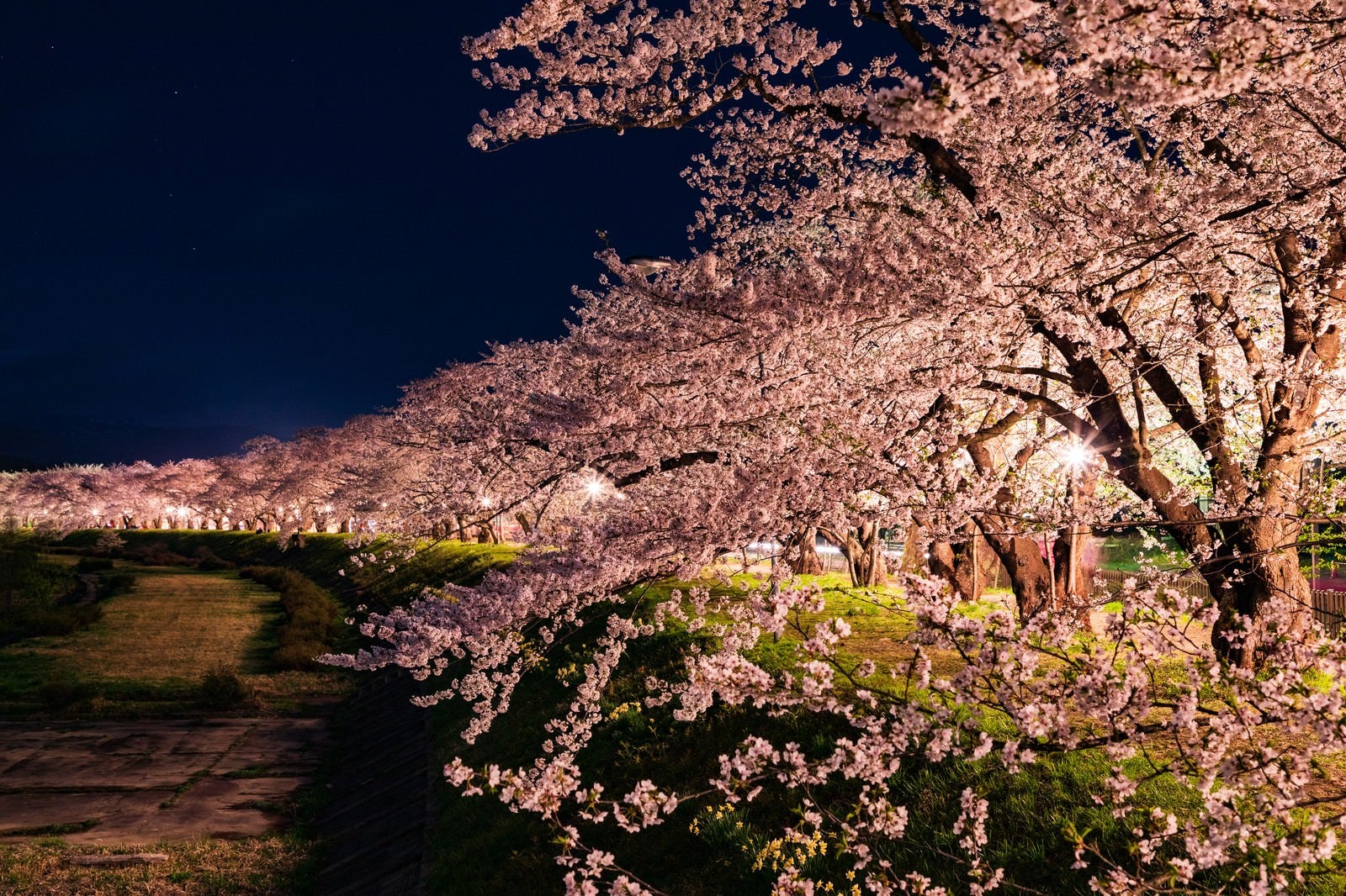 「角館桧木内川堤防沿いの夜桜並木」の写真