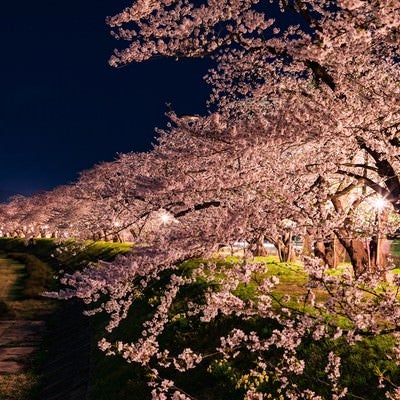 角館桧木内川堤防沿いの夜桜並木の写真