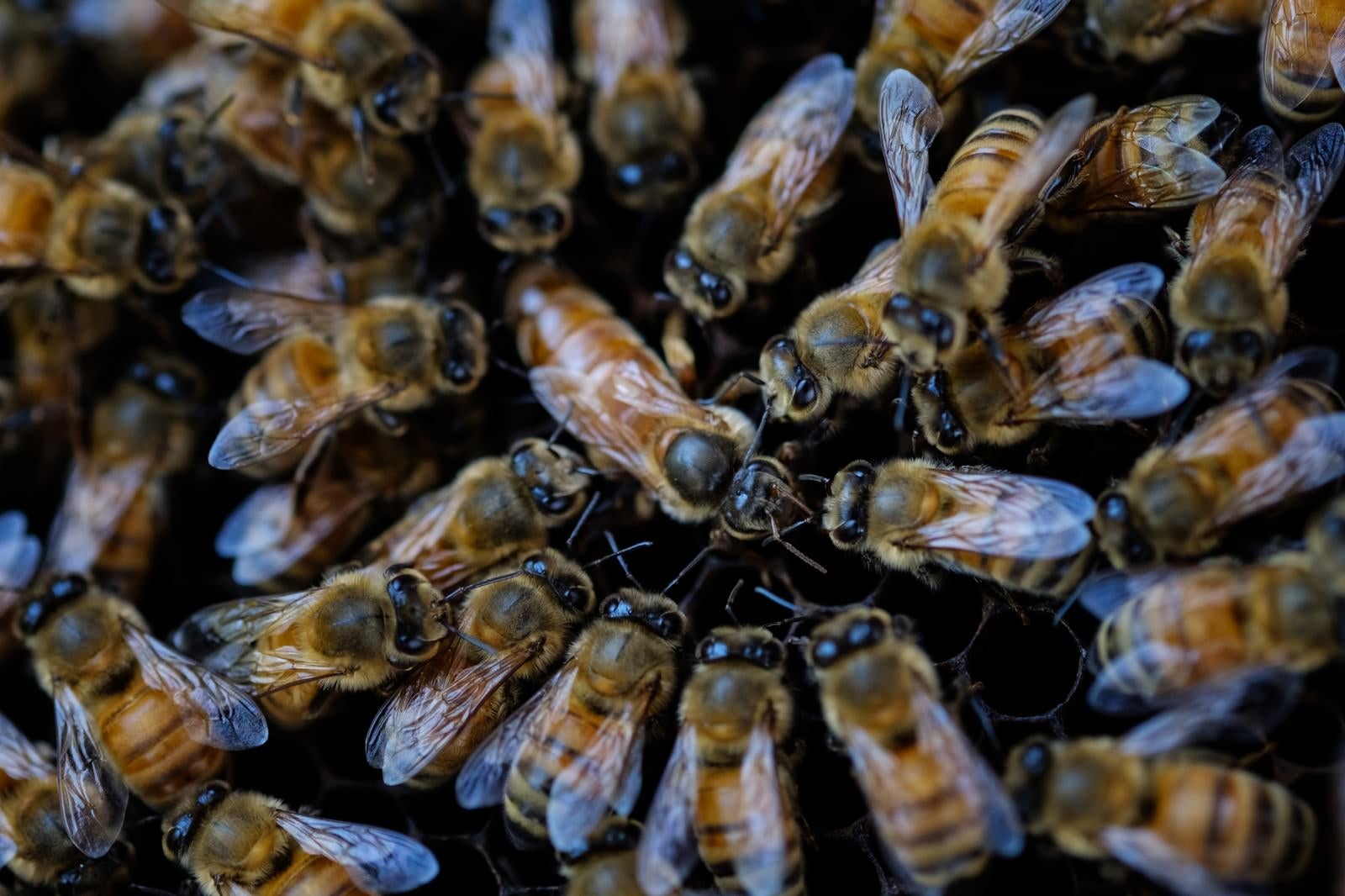「女王蜂を取り囲む働き蜂（養蜂）」の写真